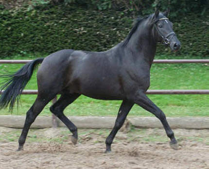Trakehner Hengst Union Jack by Louidor, 2-years old - in September 2005