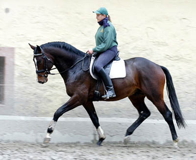 in February 2007: Trakehner Colt by Exclusiv - Showmaster