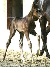 Black Trakehner filly by Exclusiv out of Vicenza by Showmaster