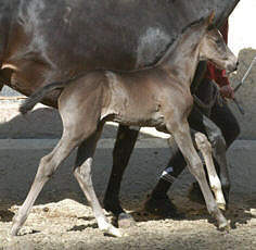 Black Trakehner filly by Exclusiv out of Vicenza by Showmaster