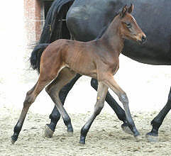 at the age of 4 days: Filly by Perechlest out of Vicenza by Showmaster