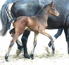 4 Tage alt: at the age of 4 days: Filly by Perechlest out of Vicenza by Showmaster