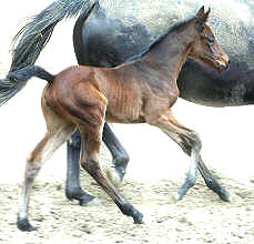 at the age of 4 days: Filly by Perechlest out of Vicenza by Showmaster, Trakehner Gestt Hmelschenburg