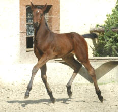 At the age of 4 weeks: Filly by Perechlest out of Vicenza by Showmaster, Trakehner Gestt Hmelschenburg
