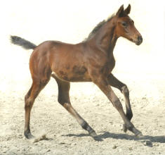 At the age of 4 weeks: Filly by Perechlest out of Vicenza by Showmaster