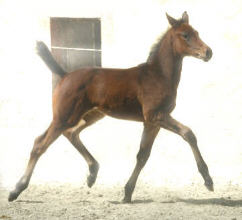 At the age of 4 weeks: Filly by Perechlest out of Vicenza by Showmaster, Trakehner Gestt Hmelschenburg