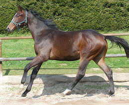 yearling - colt by Exclusiv u.d. Vicenza v. Showmaster