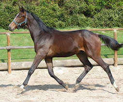 Yearling colt by Exclusiv u.d. Vicenza v. Showmaster