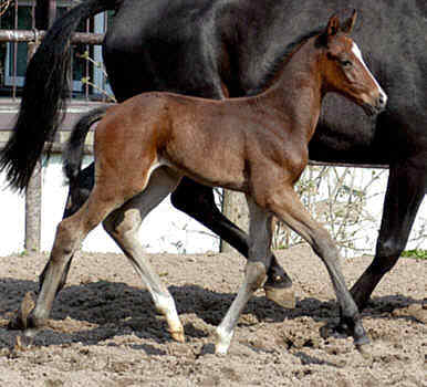 at the age of 5 days: Colt by Exclusiv - Showmaster