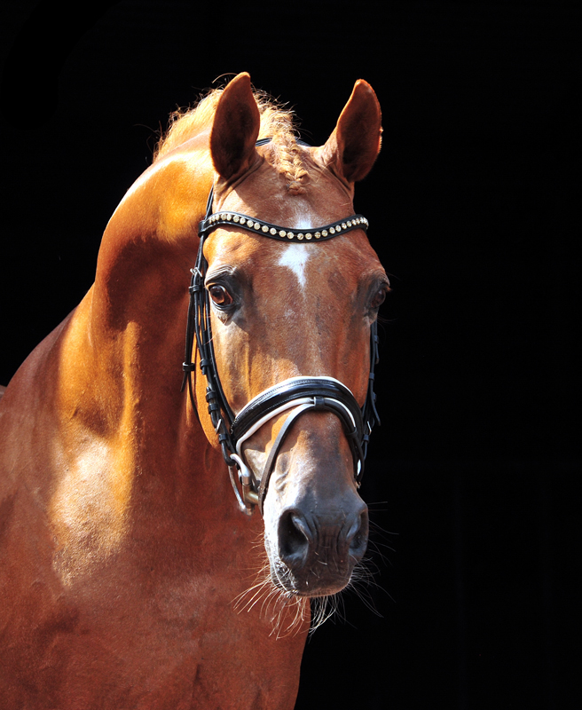 Zauberdeyk von Van Deyk - Foto: Beate Langels - Trakehner Gestt Hmelschenburg
