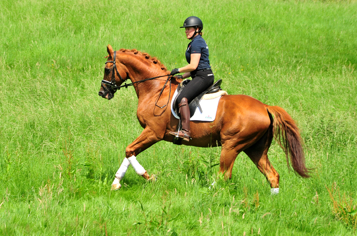 Zauberdeyk von Van Deyk - Foto: Beate Langels - Trakehner Gestt Hmelschenburg