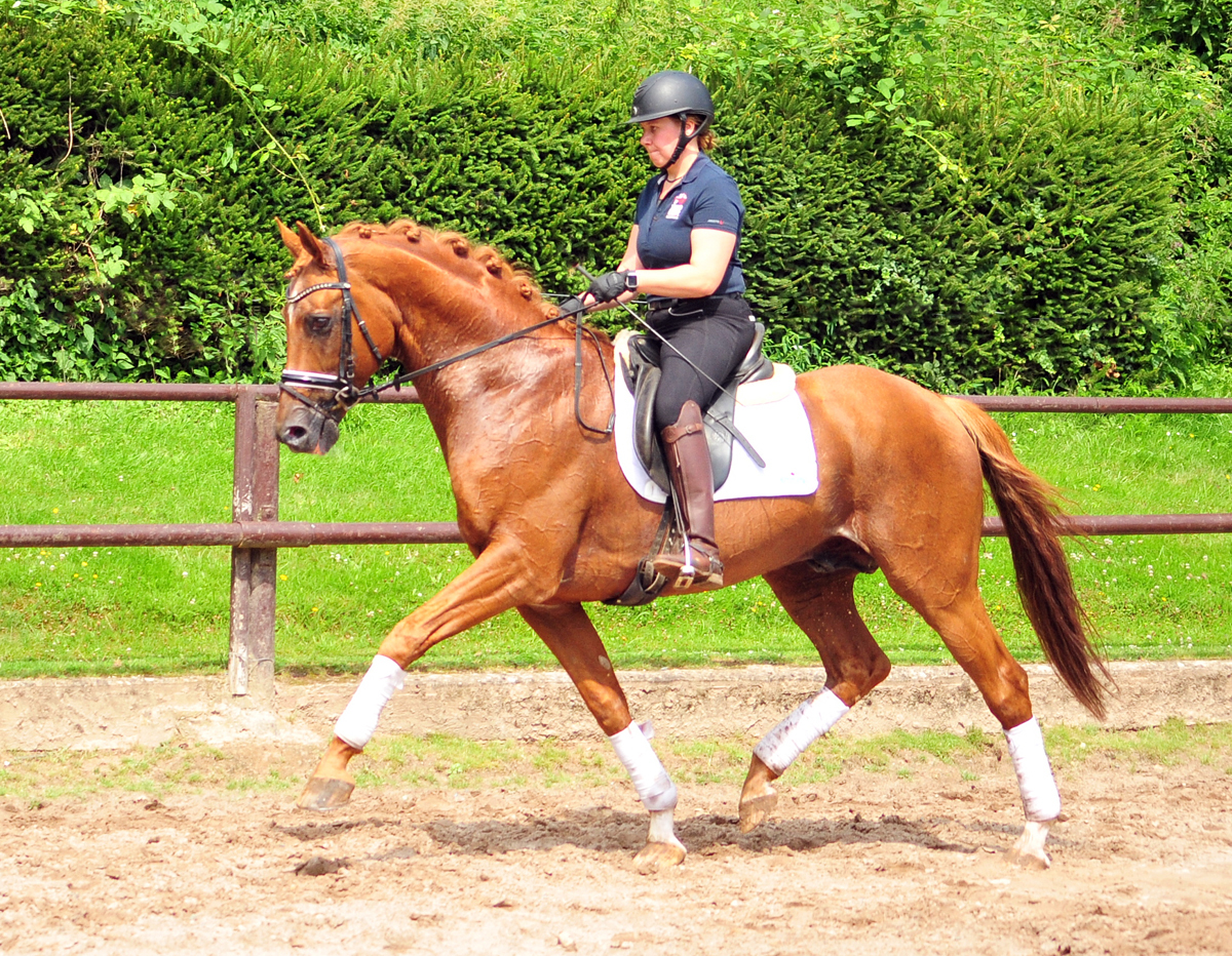 Zauberdeyk von Van Deyk - Foto: Beate Langels - Trakehner Gestt Hmelschenburg