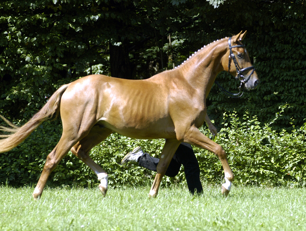 Zauberdeyk von Van Deyk - Friedensfrst - Trakehner Gestt Hmelschenburg  - copyright by Beate Langels