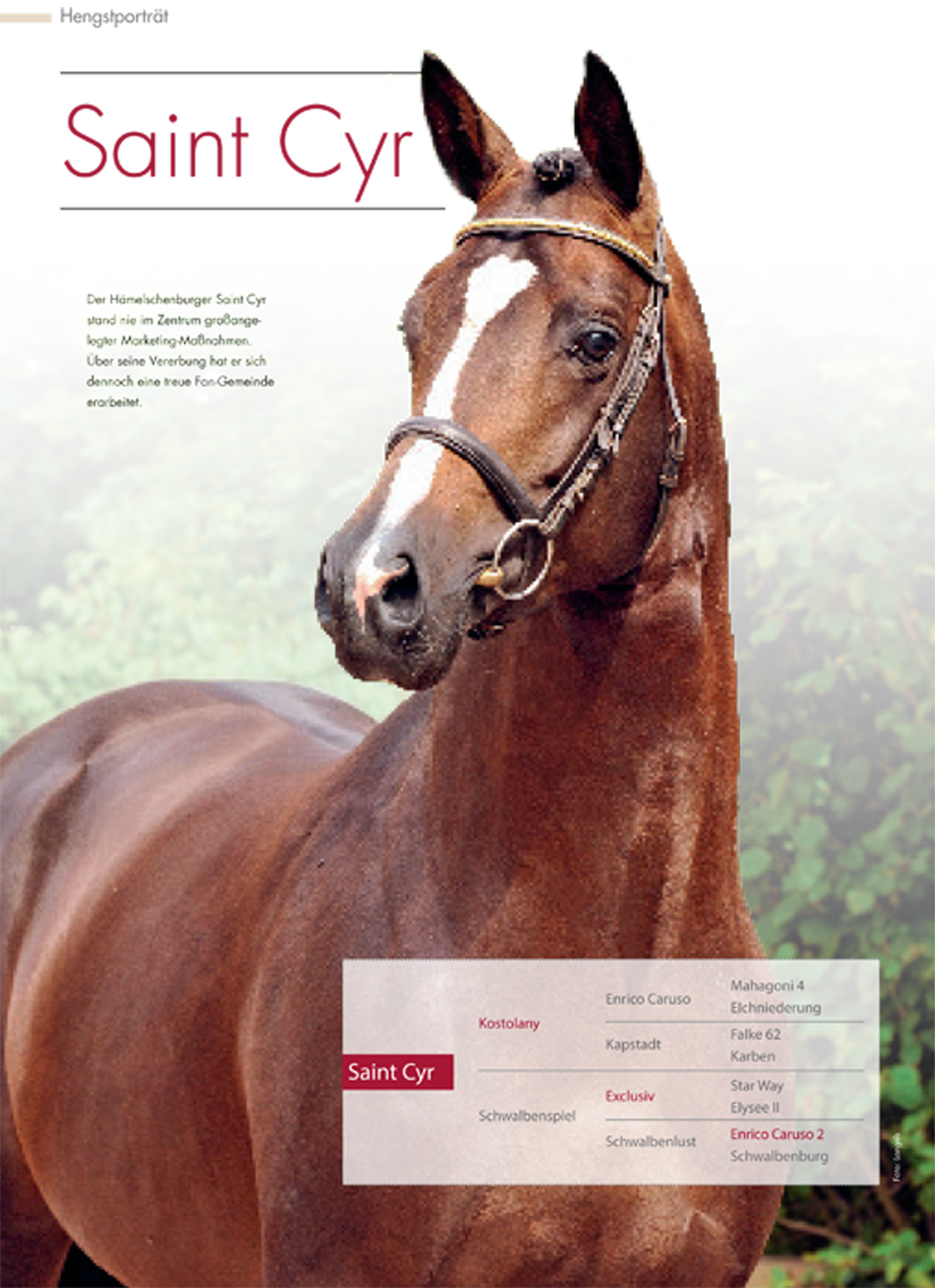 6 Seiten Hengstportrait ber Saint Cyr im Zchterforum - Trakehner Gestt Hmelschenburg